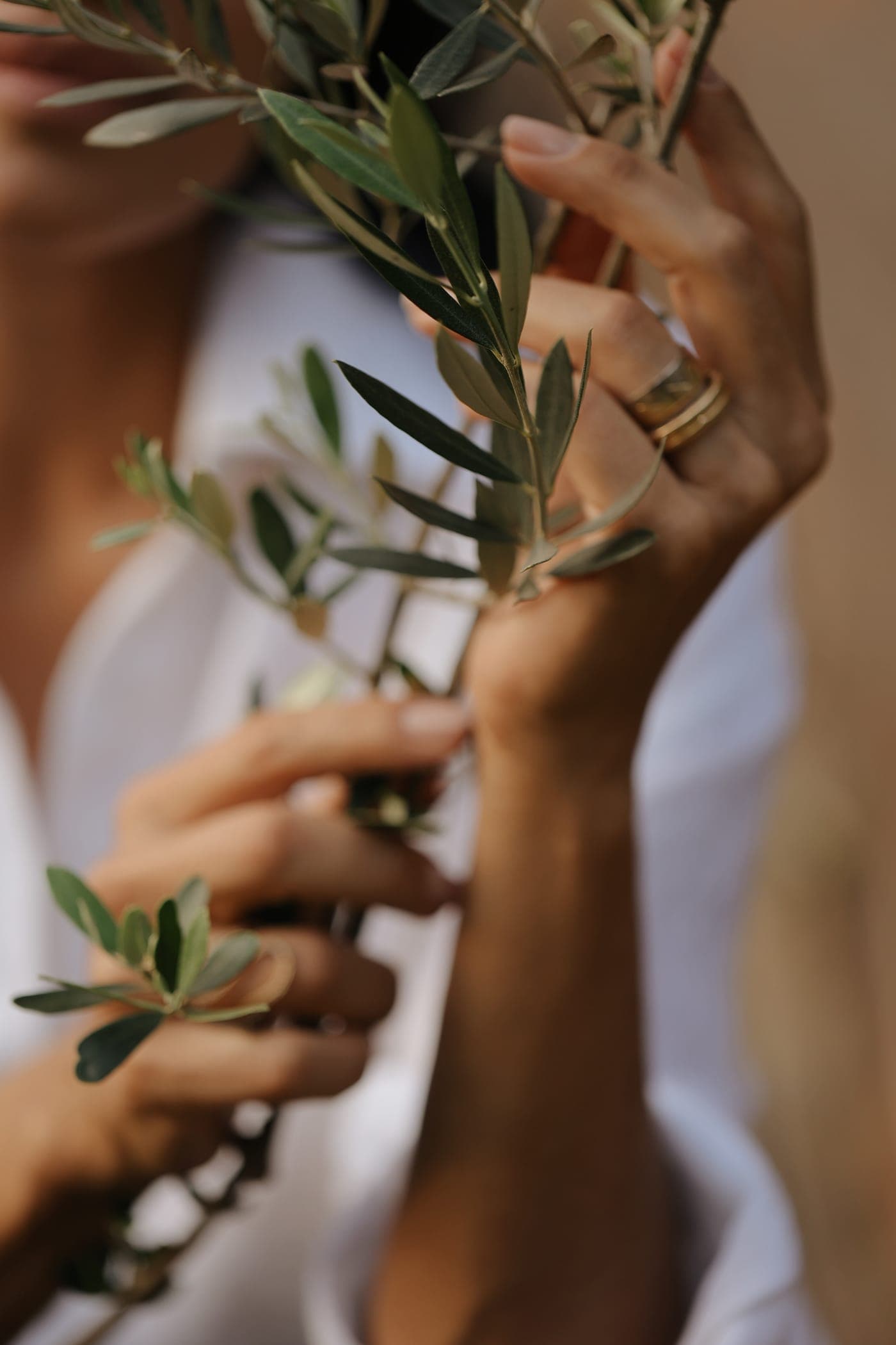 Mãos segurando um ramo de oliveira com delicadeza